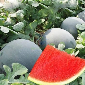 Seedless Black Watermelon Seeds