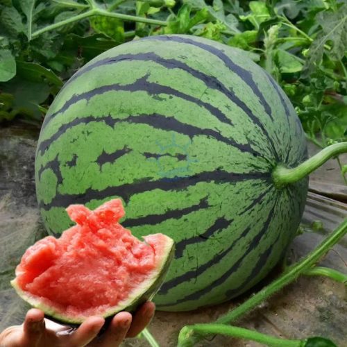 Watermelon Seeds